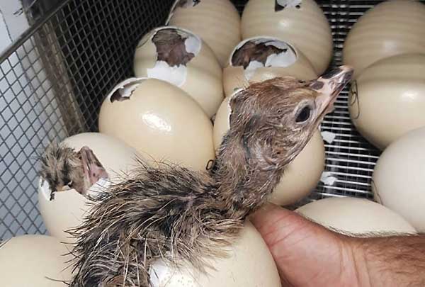 دوره جوجه‌کشی شترمرغ چقدر طول می‌کشد