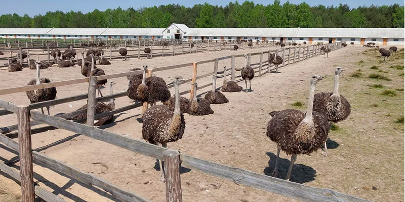 شرایط آب‌وهوایی برای پرورش شترمرغ