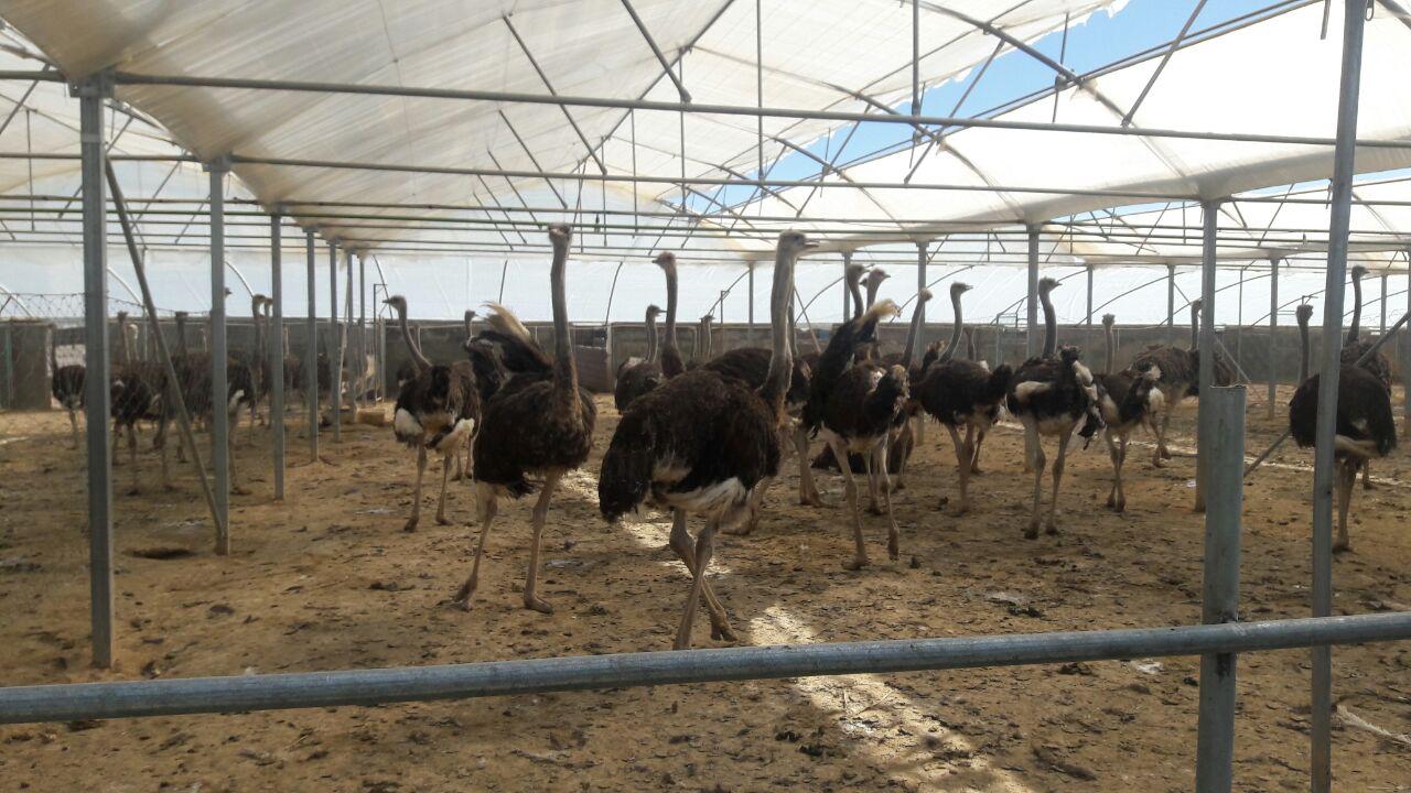 آموزش صفر تا صد پرورش شترمرغ در ایران آموزش صفر تا صد پرورش شترمرغ در ایران