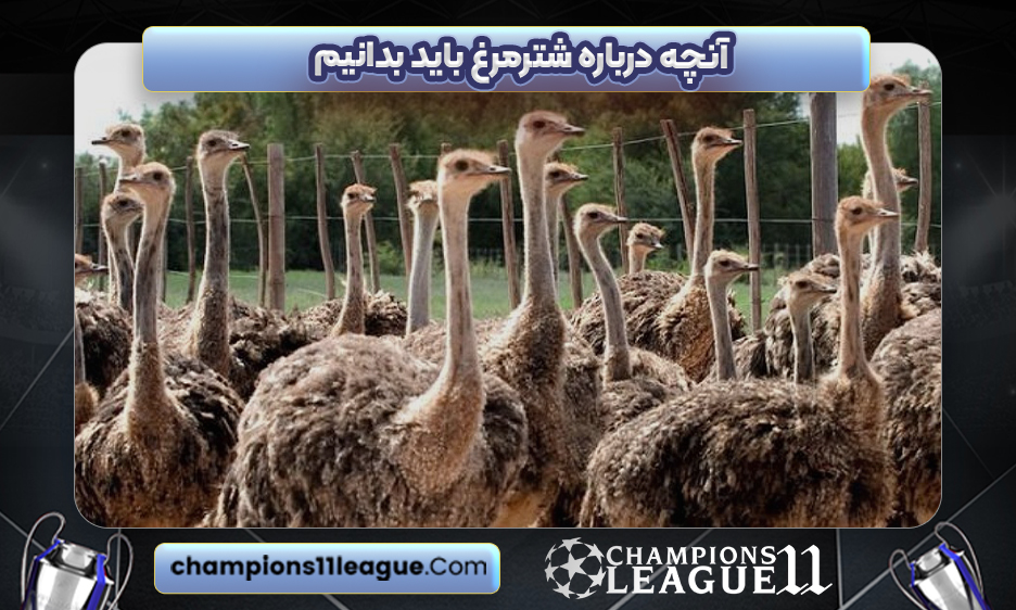 آنچه درباره شترمرغ باید بدانیم